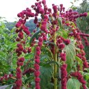 맨드라미농장 이미지