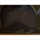 개미농장 티스토리