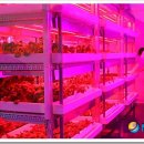 전주에 『도심형 LED 식물공장』 문을 열다! 이미지