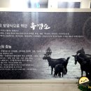 고산흑염소 이미지