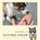 몽실펫 | 몽실 기력 회복 프로젝트! 금산이가홍삼 강아지 영양제