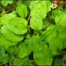 질경이농장2 이미지