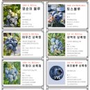 프로블루베리팜스 네이버블로그