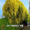 에이드핏 | 대구 목향장미 카페 추천 | 큐바이쿼트 포토존·주차·절정시기 후기