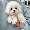 요기독 강아지분양 고양이분양 수원본점 이미지