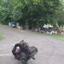 칠면조 Turkey 이미지