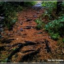 중미산자연휴양림 이미지