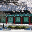 벚꽃 - 부평구 마장로324번길 78 | 벚꽃