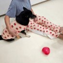 재우농장 | 강아지 커플룩 🐻 김재우 부부가 선택한 가족 옷, 6만 원대로 온 가족 커플룩 완성!!