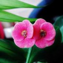 노인나라 이미지