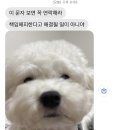 해피 네이버블로그