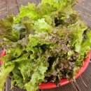 학창농장 이미지