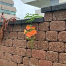 수정로187번길 이미지