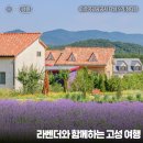 정암자동차 | 강원도 고성 가볼만한곳 하늬라벤더팜 개화 현황 후기, 가진해변, 송지호, 능파대