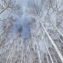 자작나무 숲 이미지