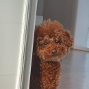 베럴댕 | [경남 진주] 강아지 수제케이크 | 애견 생일 | 강아지 수제간식 생일케이크 추천, 베럴댕