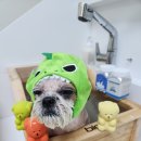 아름애견 이미지