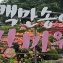 부천 백만송이장미원 풍경 4종편 이미지
