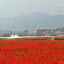 함양 양귀비꽃 축제~ 이미지