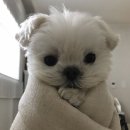우림시장 네이버블로그