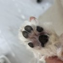 미가톡톡미용실 | 인천 반려견 미용실 웃상 강아지 뽀송하게 말티푸 위생목욕