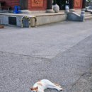 덕동산 근린공원 명법사 | 평택 명법사 덕동산 근린공원 - 평택 산책코스 추천