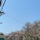 대방동물병원 | 신대방~보라매공원 벚꽃 개화 상태(25,04,06)