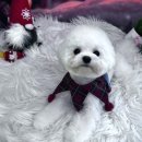 도그유토피아 살롱 이미지