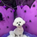 멍베베그루밍 이미지