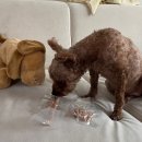 호이해이 이미지