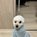 남부터미널역 애견카페/꽃길걷개 내돈내산 후기
