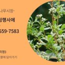 사자골천 이미지