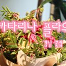 카타리나플라워