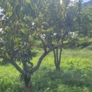 정관농장 이미지