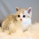 인천고양이분양 도레미캣 이미지