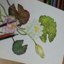 색연필 보타니컬 아트 이미지