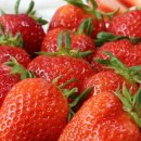 주성농장 이미지