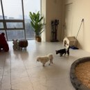 바니와 거북이 | 송도 실내동물원, 키즈카페 애니멀클럽 18개월 아기와 다녀온 후기!