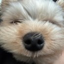 복샵