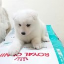 더 뷰티 독 이미지