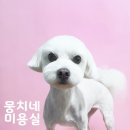 뭉치네 미용실 이미지
