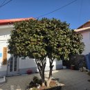 매죽보건진료소 이미지