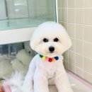 위드퍼피숑 이미지