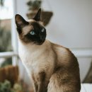 샴 이미지