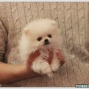 몽냥몽냥 강아지분양 일산점 이미지