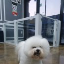 매직 펫 살롱 이미지