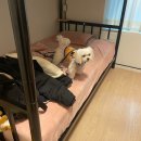 제주도게스트하우스파티느영나영 | 제주도 게스트하우스파티 느영나영 강아지 동반...게하 4박 5일 솔직 후기 (분위기, 파티, 스텝, 애견...