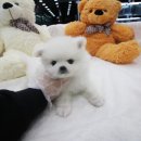 도그웨이 청주점 이미지