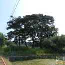 영주청구리입석 이미지