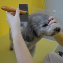 옐레드 애견유치원&애견호텔 대구신월성점 이미지